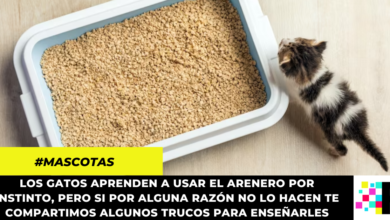 Los gatos aprenden a usar el arenero por instinto, pero si por alguna razón no lo hacen te compartimos algunos trucos para enseñarles.