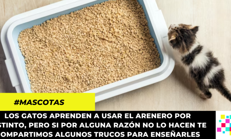 Los gatos aprenden a usar el arenero por instinto, pero si por alguna razón no lo hacen te compartimos algunos trucos para enseñarles.