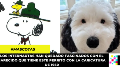 Bayley: el perrito viral que es idéntico a Snoopy y enamora en redes sociales