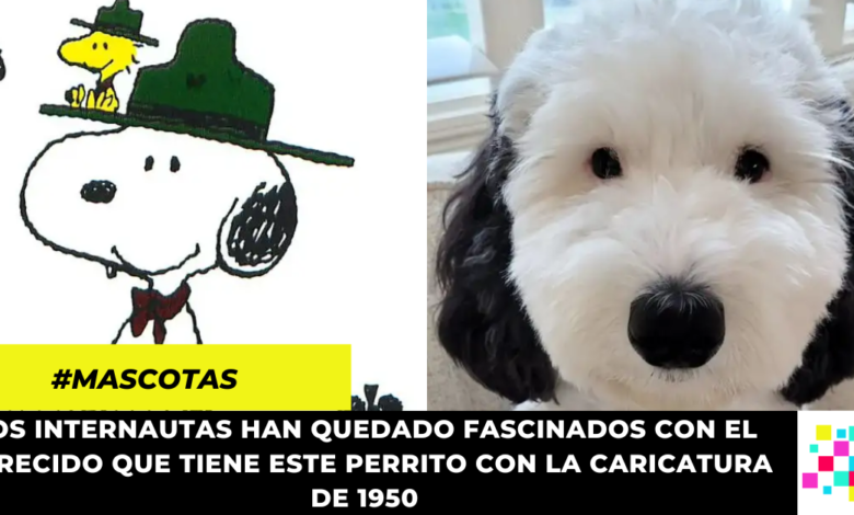 Bayley: el perrito viral que es idéntico a Snoopy y enamora en redes sociales