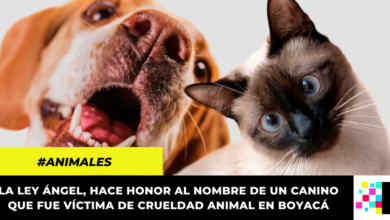 Aprueban en primer debate 'Ley Ángel' que busca endurecer las condenas contra el maltrato animal