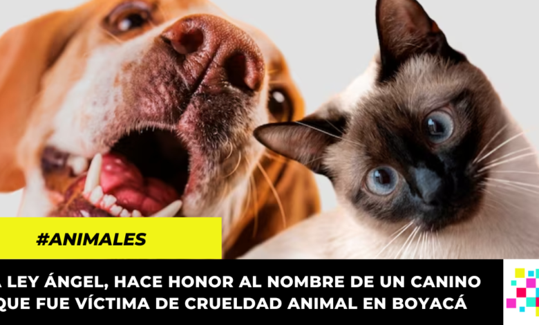 Aprueban en primer debate 'Ley Ángel' que busca endurecer las condenas contra el maltrato animal