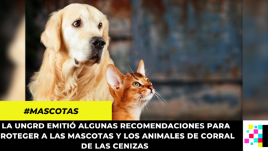 ¿Cómo cuidar a los animales de las cenizas del volcán?