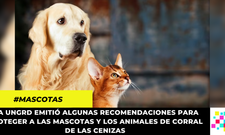 ¿Cómo cuidar a los animales de las cenizas del volcán?