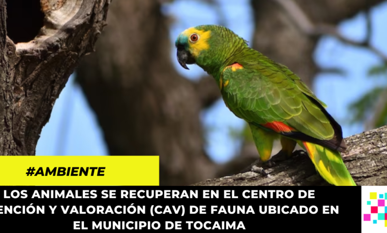 En lo corrido de 2023 la CAR ha recuperado más de 400 animales silvestres