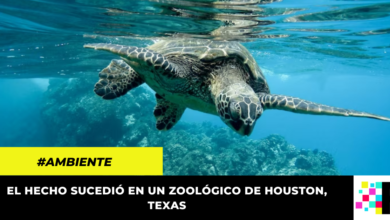 A los 90 años, tortuga en peligro de extinción logró engendrar tres crías