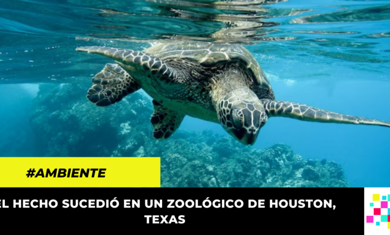 A los 90 años, tortuga en peligro de extinción logró engendrar tres crías