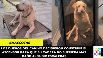 Familia construyó un ascensor para su perro con displasia de cadera