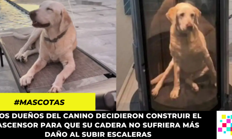 Familia construyó un ascensor para su perro con displasia de cadera