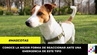 Así debes actuar ante el envenenamiento de tu mascota