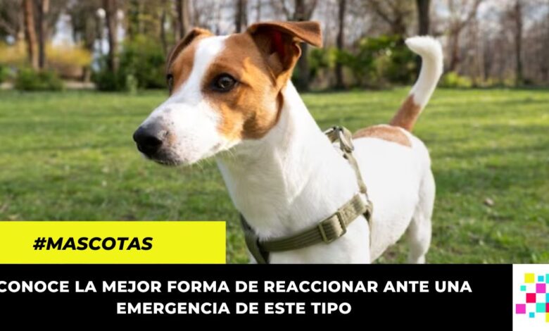 Así debes actuar ante el envenenamiento de tu mascota