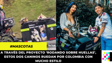 Conoce a Hela y Max: los perros moteros más queridos de internet