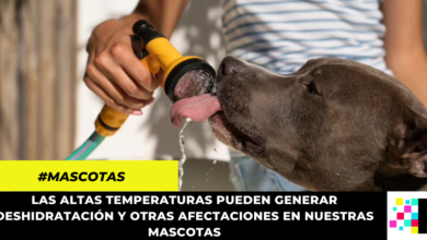 Tips para proteger a tu mascota de la ola de calor