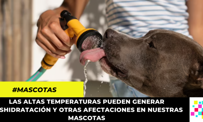 Tips para proteger a tu mascota de la ola de calor