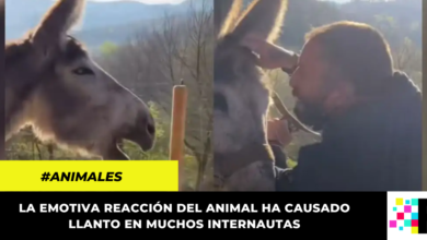 Burro llora de felicidad al ser liberado tras ocho años de estar amarrado