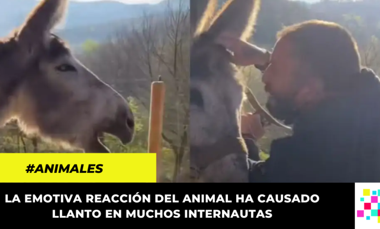 Burro llora de felicidad al ser liberado tras ocho años de estar amarrado