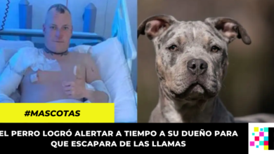 Perrito dio la vida por su dueño: lo salvó de un incendio