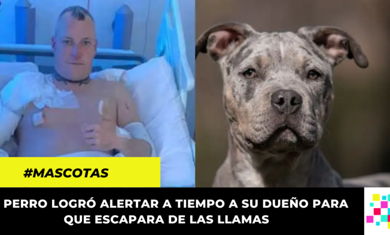 Perrito dio la vida por su dueño: lo salvó de un incendio