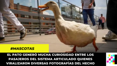 Pato en Transmilenio enterneció a los internautas