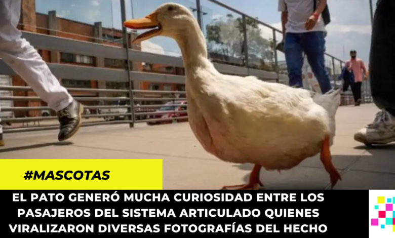 Pato en Transmilenio enterneció a los internautas