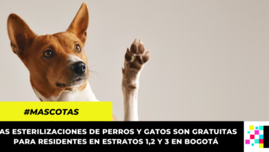 Habilitados cupos para la esterilización gratuita de mascotas en Bogotá