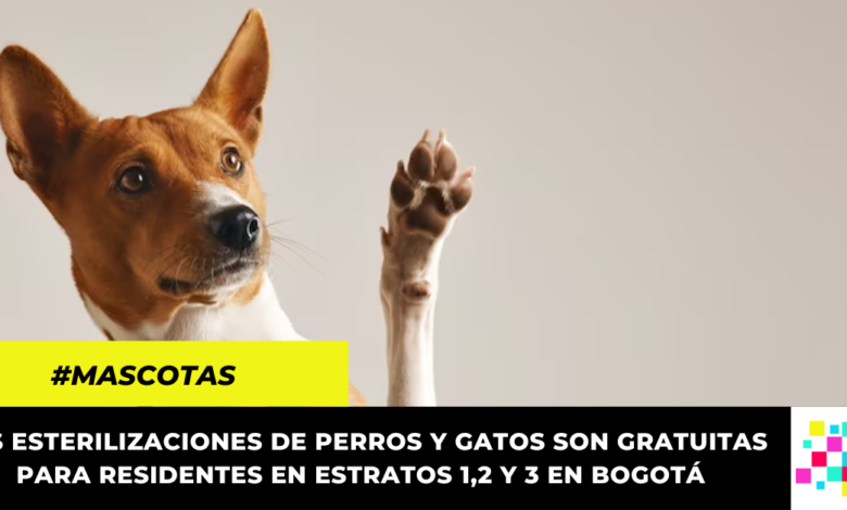 Habilitados cupos para la esterilización gratuita de mascotas en Bogotá