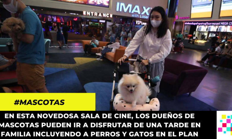 Conoce la primera ciudad del mundo que abrió salas de cine pet frendly