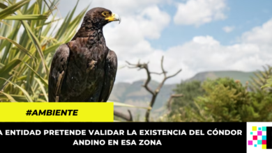 CAR inició estudios para identificar presencia del cóndor andino en el Páramo de Sumapaz