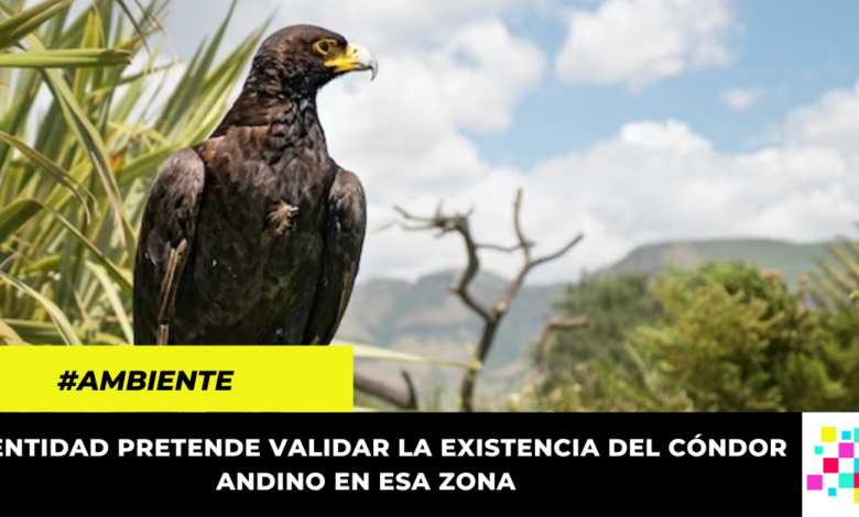 CAR inició estudios para identificar presencia del cóndor andino en el Páramo de Sumapaz