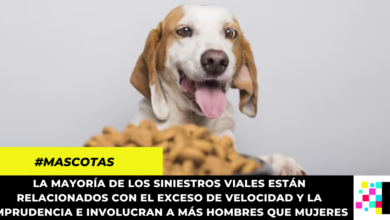 Aprueban en primer debate proyecto de ley para bajar el precio del concentrado para mascotas