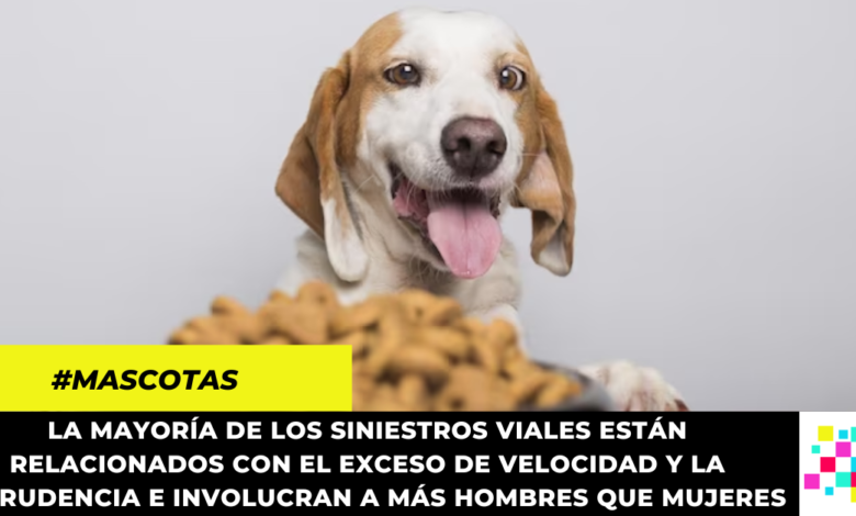 Aprueban en primer debate proyecto de ley para bajar el precio del concentrado para mascotas