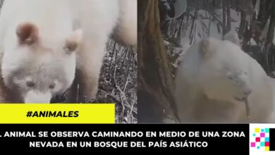 Captan por primera vez un oso panda albino caminando en un bosque de China