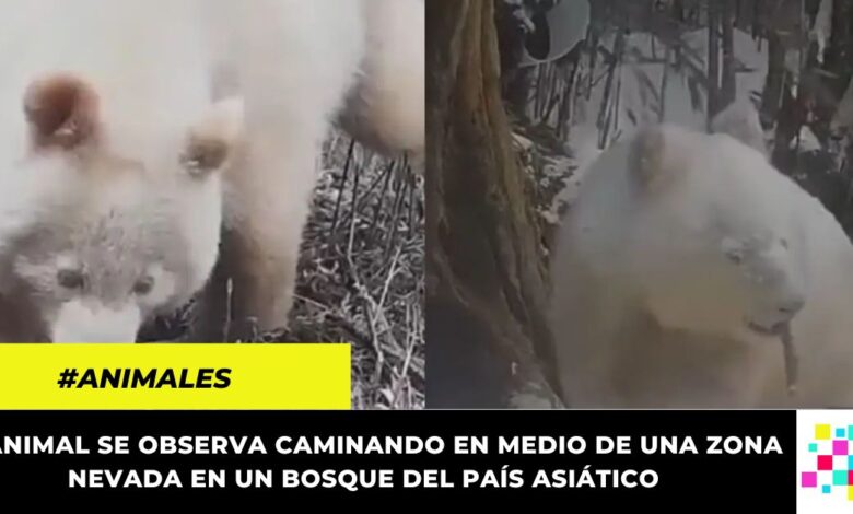 Captan por primera vez un oso panda albino caminando en un bosque de China