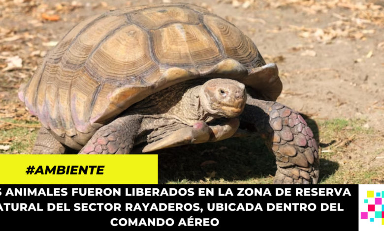 CAR y Fuerza Aérea liberaron 142 tortugas morrocoy en reserva natural de Puerto Salgar