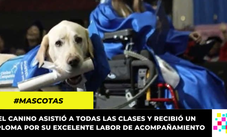 Perro se graduó de la universidad junto a su dueña