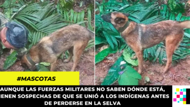 Continuarán la búsqueda de Wilson, el perro rescatista perdido en la selva del Guaviare