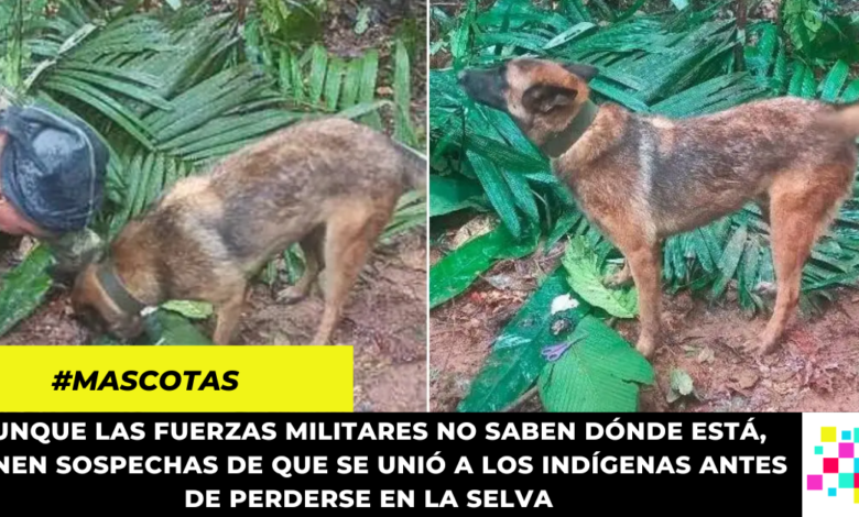 Continuarán la búsqueda de Wilson, el perro rescatista perdido en la selva del Guaviare