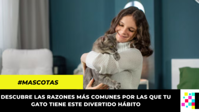 7 razones por las que tu gato amasa