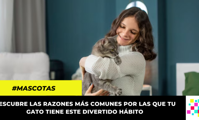 7 razones por las que tu gato amasa