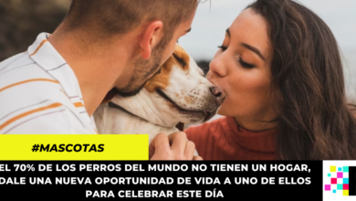 Ideas para celebrar el Día Mundial del Perro con tu mascotas