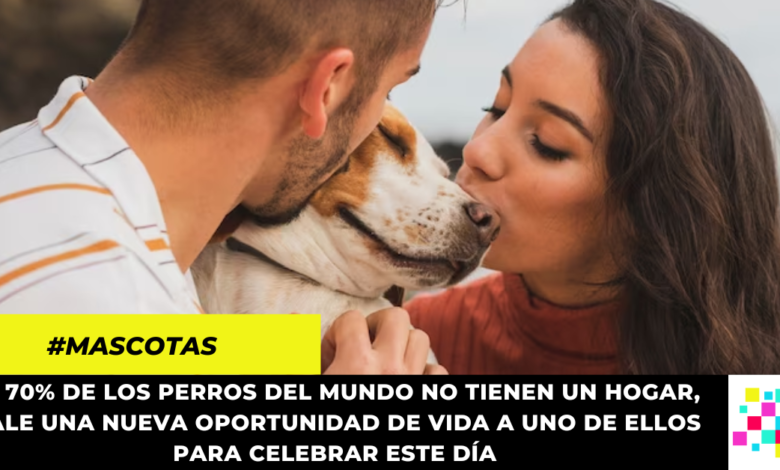 Ideas para celebrar el Día Mundial del Perro con tu mascotas