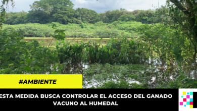 En la ronda del humedal El Yulo, CAR plantará 10.000 árboles