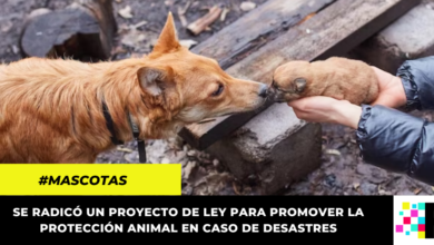 Animales serían incluidos en la Política Nacional de Gestión del Riesgo