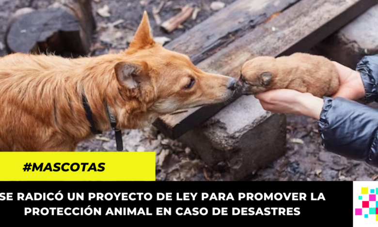 Animales serían incluidos en la Política Nacional de Gestión del Riesgo