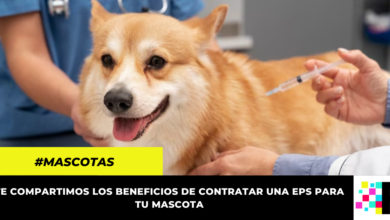 EPS para mascotas en Colombia: ¿qué servicios ofrecen y cuál es su precio?