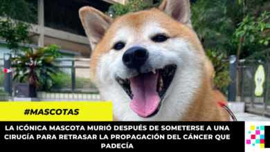 El internet le dice adiós a Cheems, el perro más famoso de internet