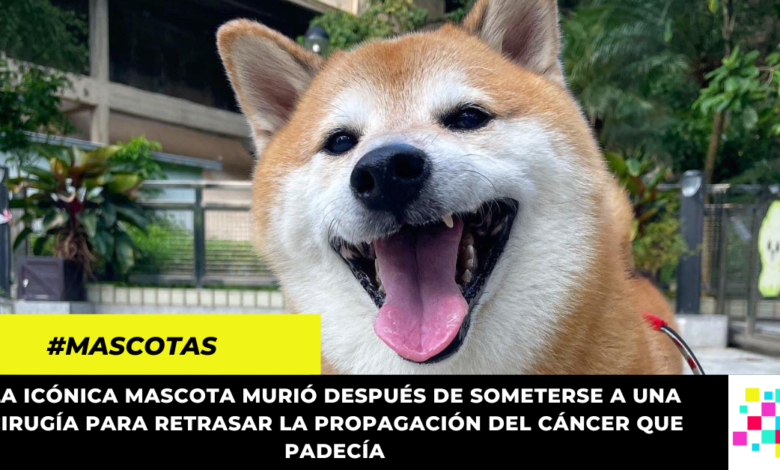 El internet le dice adiós a Cheems, el perro más famoso de internet