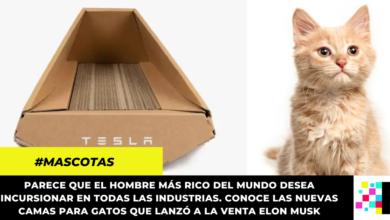 Elon Musk sacó a la venta camas Tesla para gatos