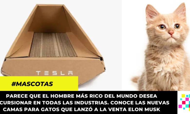 Elon Musk sacó a la venta camas Tesla para gatos