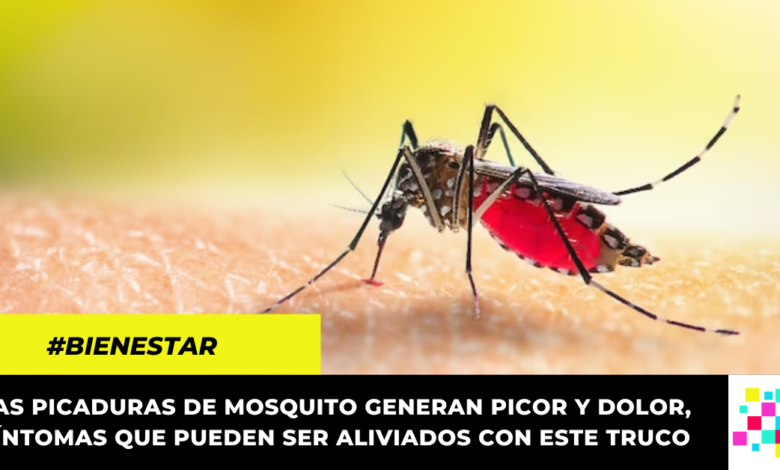 El mejor truco para aliviar el escozor por picadura de mosquito